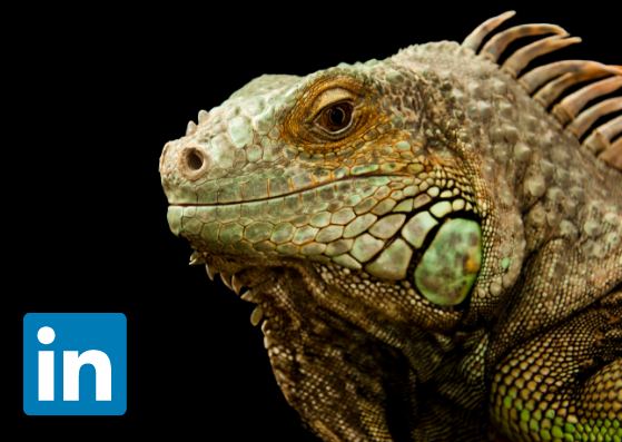 LinkedIn Lizard