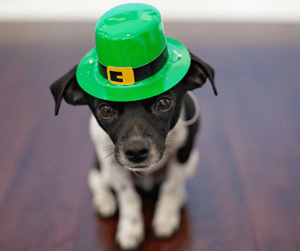 Cute St Patrick's Day Dog